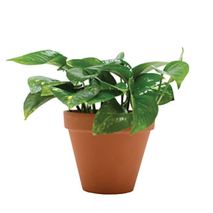 Indoor Plants - The Home Depot